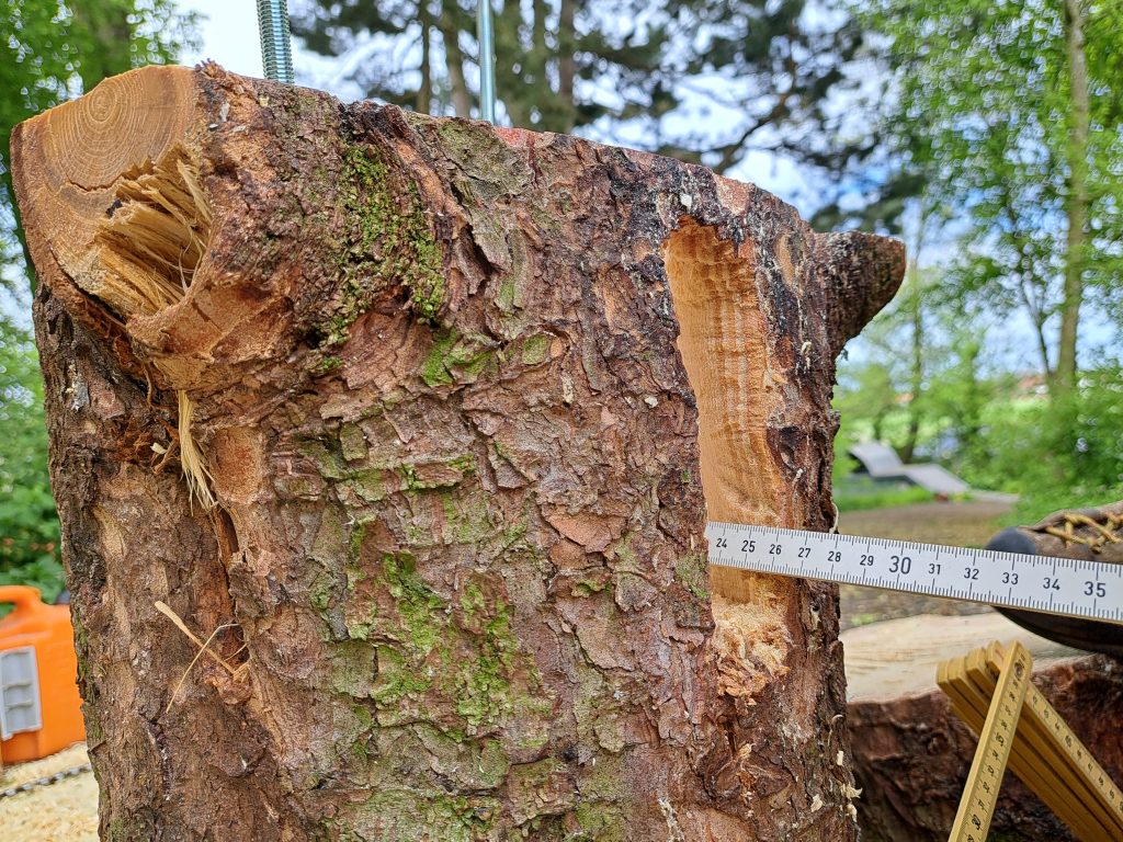 Entrance to a chainsaw carved nest hole for red squirrel (Sciurus vulgaris) at Stiftung Wildstation Landshut in Switzerland.