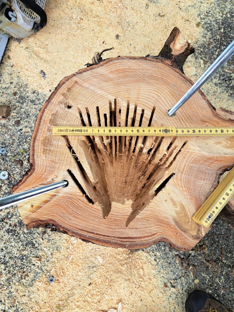 Internal view of a carved nest hole for red squirrel (Sciurus vulgarians)  - cut open after carving to allow access.