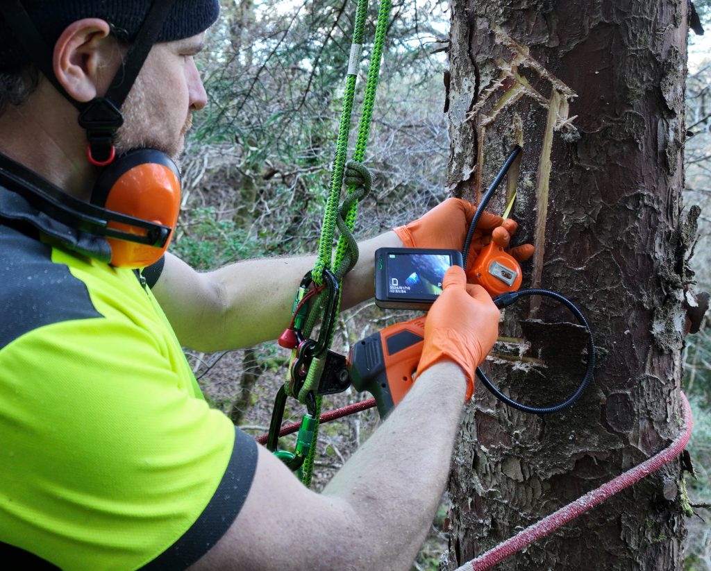 Will doing endoscopic check of a carved bat roost.