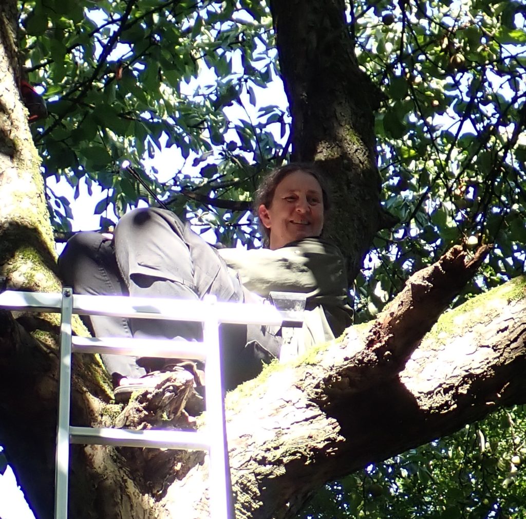 Goedele Verbeylen carrying out an endoscopic examination of a carved nest hole. © Will Robertson and Goedele Verbeylen