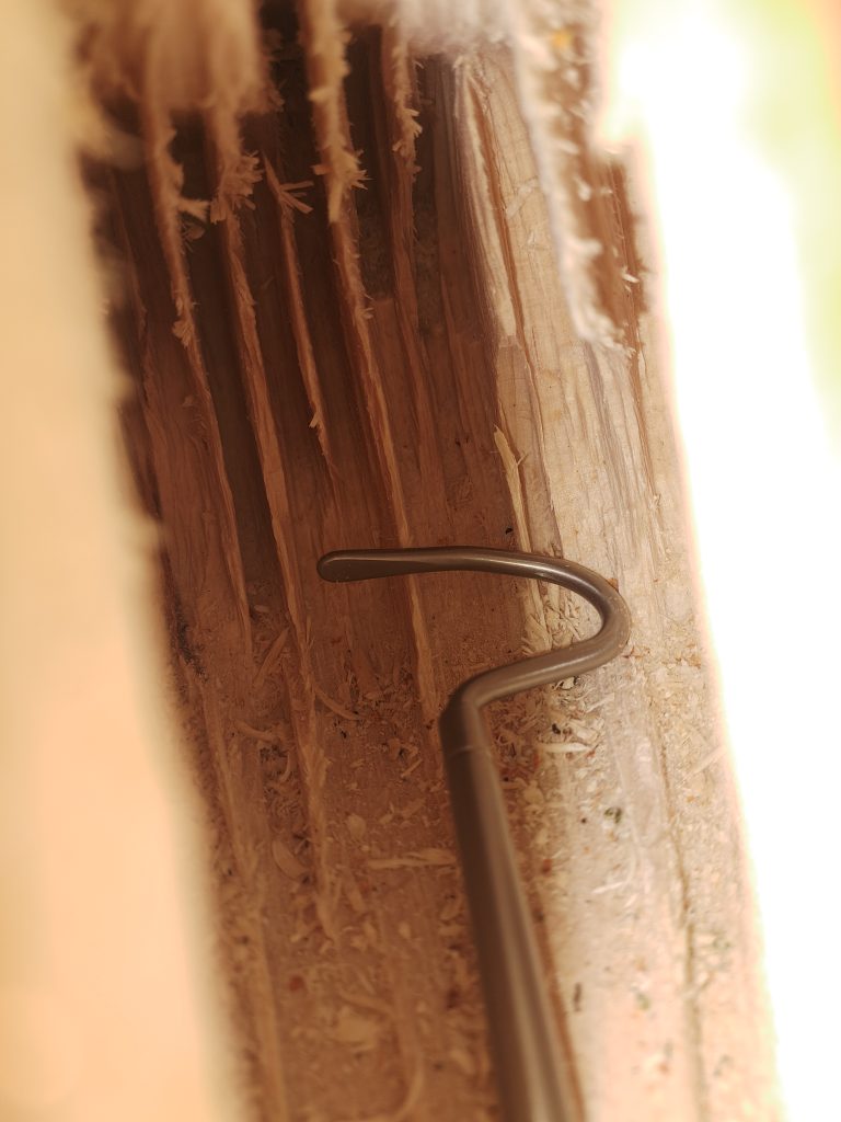 Interior of a carved nest hole with 60 mm wide endoscopy reference for scale. The entrance is 20 mm wide for Eliomys quercinus.