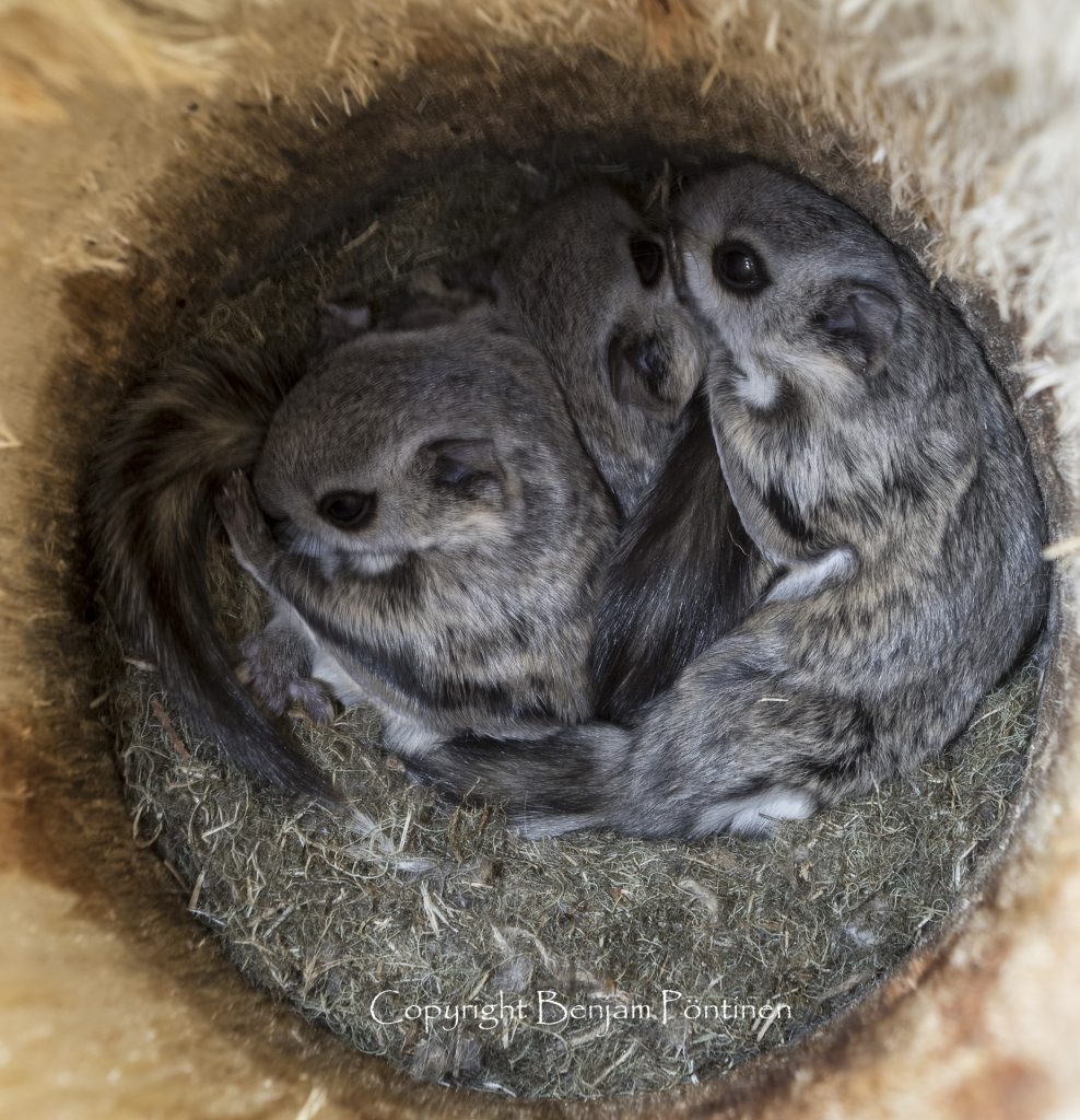 Pteromys volans young in an artificial nest hole © Benjam Pöntinen