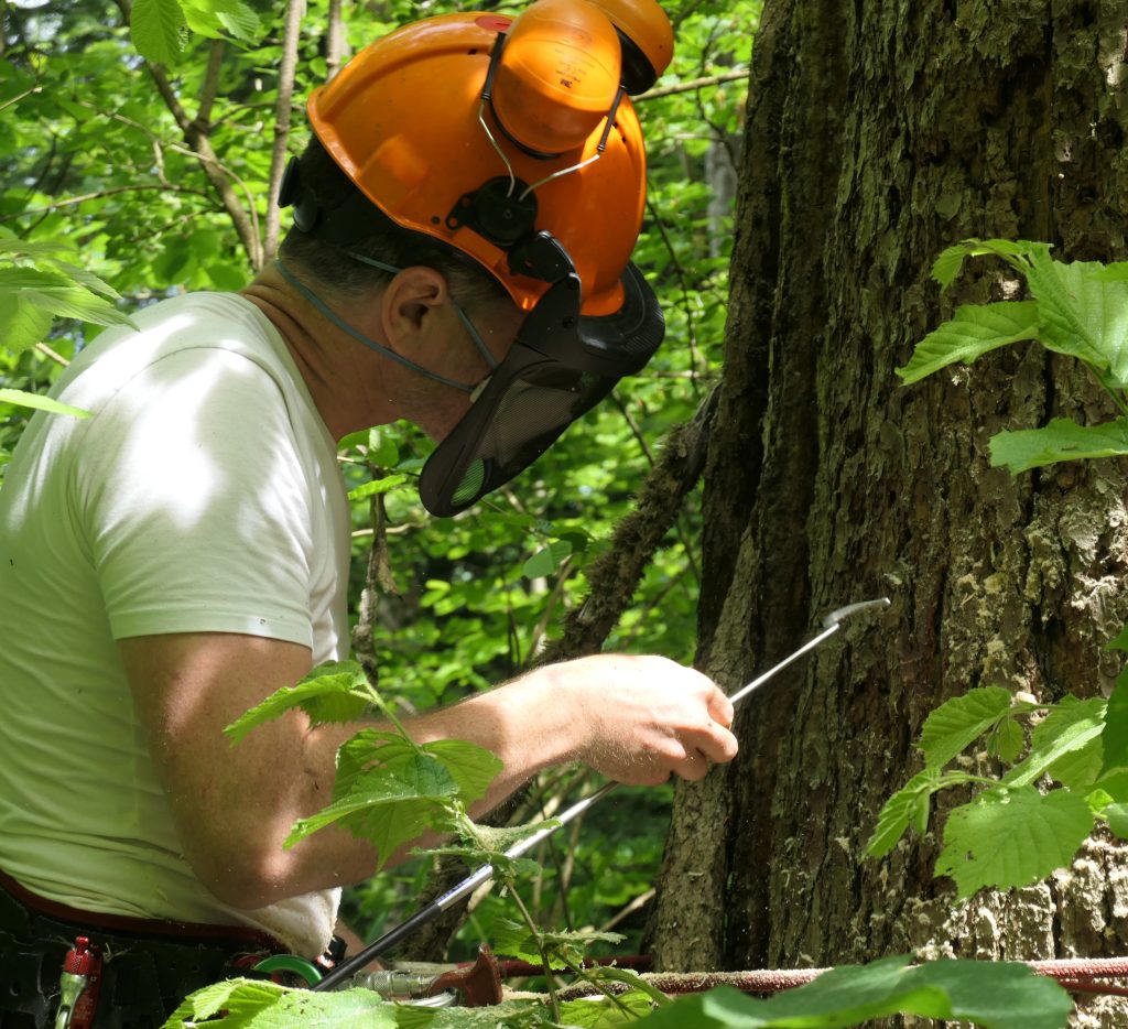 Will preparing to measure internal dimensions of a nest hole carved for Pteromys volans @ Irene Weinberger