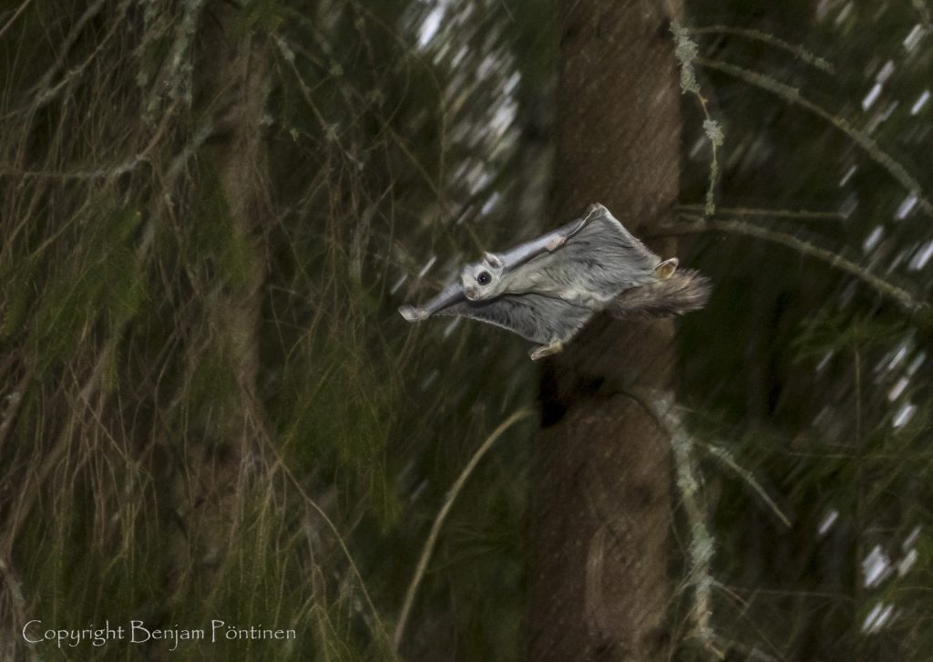 Pteromys volans in flight © Benjam Pöntinen